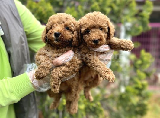 Toy poodle yavrularımız teslime hazır