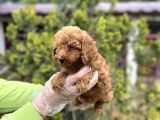 Toy Poodle Yavrularımız Teslime Hazır