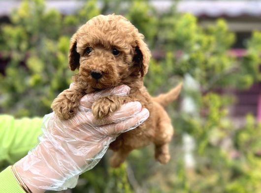 Toy Poodle Yavrularımız Teslime Hazır görsel