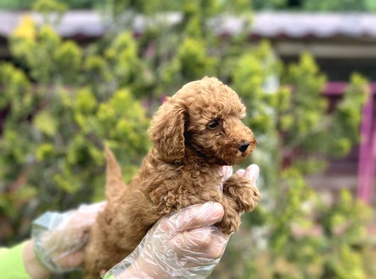 Toy Poodle Yavrularımız Teslime Hazır görsel