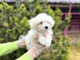 Mükemmel Kalitede Maltese Yavrular