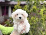 Mükemmel Kalitede Maltese Yavrular
