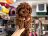 Kore Kan Kg Garantili Toy Poodle Yavrularımız