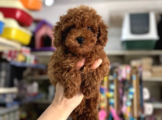 Kore Kan Kg Garantili Toy Poodle Yavrularımız görsel