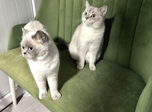Prenses Kizlarimiz görsel