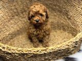 Safkan Mi̇ni̇k Toy Poodle Bebekler