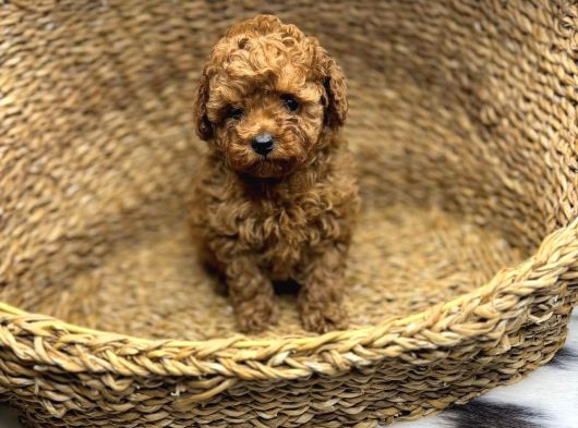 Safkan Mi̇ni̇k Toy Poodle Bebekler