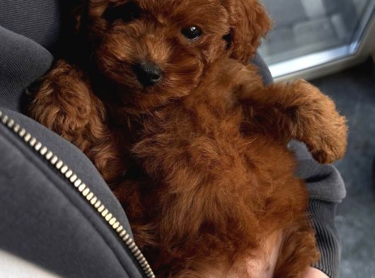 Baby Face Yüz Yapili Poodle Bebekler görsel