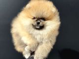 Show Kalite Orange Teddy Face Pomeranan Yavrumuz