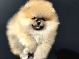 Show Kalite Orange Teddy Face Pomeranan Yavrumuz