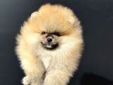 Show Kalite Orange Teddy Face Pomeranan Yavrumuz