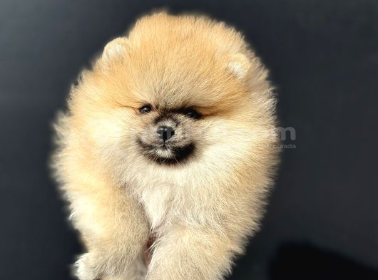 Show Kalite Orange Teddy Face Pomeranan Yavrumuz görsel