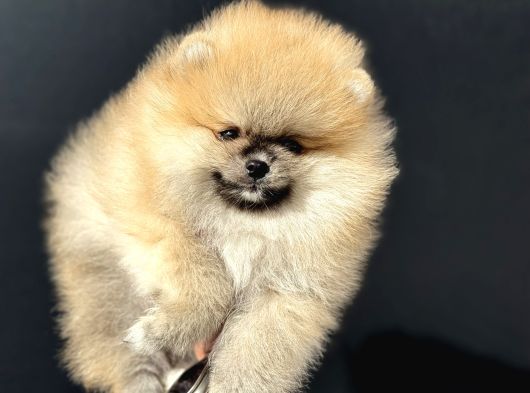 Show Kalite Orange Teddy Face Pomeranan Yavrumuz görsel