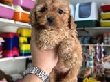 Maltipoo Yavrumuz Tüy Dökmez Koku Yapmaz