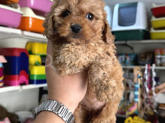 Maltipoo Yavrumuz Tüy Dökmez Koku Yapmaz