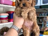 Maltipoo Yavrumuz Tüy Dökmez Koku Yapmaz