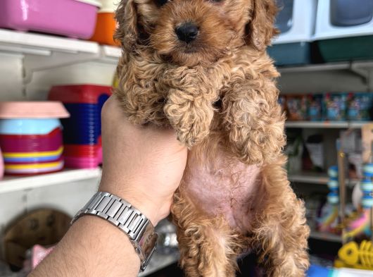 Maltipoo Yavrumuz Tüy Dökmez Koku Yapmaz görsel