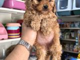 Maltipoo Yavrumuz Tüy Dökmez Koku Yapmaz