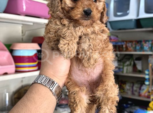 Maltipoo Yavrumuz Tüy Dökmez Koku Yapmaz görsel