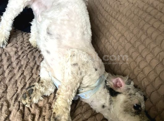 Maltipoo Yavru görsel