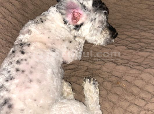 Maltipoo Yavru