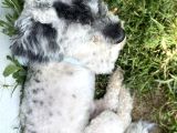 Maltipoo Yavru