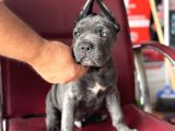DEV CANE CORSO YAVRULAR A KALİTE