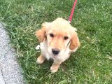Golden Köpeği̇mi̇zi̇ Sahi̇plendi̇rmek İsti̇yoruz