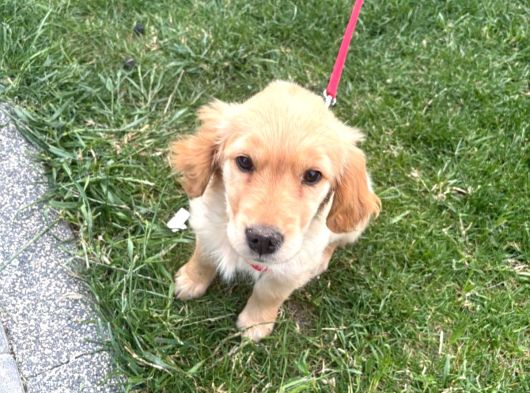 Golden Köpeği̇mi̇zi̇ Sahi̇plendi̇rmek İsti̇yoruz görsel