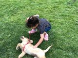 Golden Köpeği̇mi̇zi̇ Sahi̇plendi̇rmek İsti̇yoruz