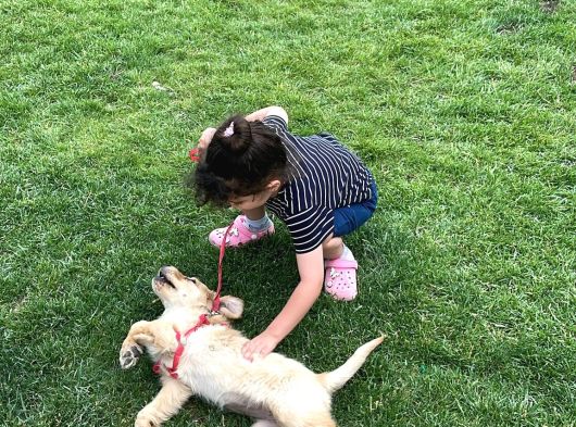 Golden Köpeği̇mi̇zi̇ Sahi̇plendi̇rmek İsti̇yoruz