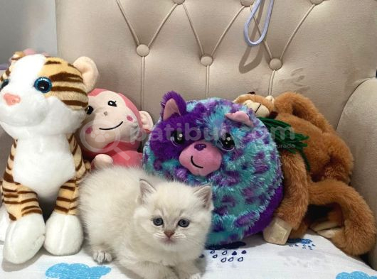 British Shorthair Silver Point Yavrular görsel