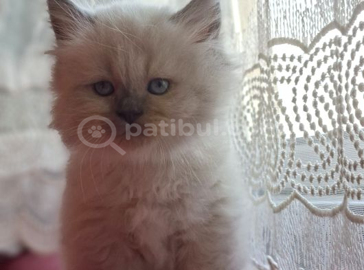 Safkan Himalayan sağlıklı yavru kedi