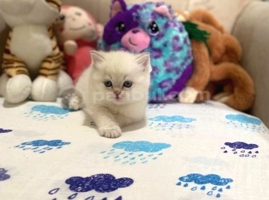 British Shorthair Silver Point Yavrular görsel