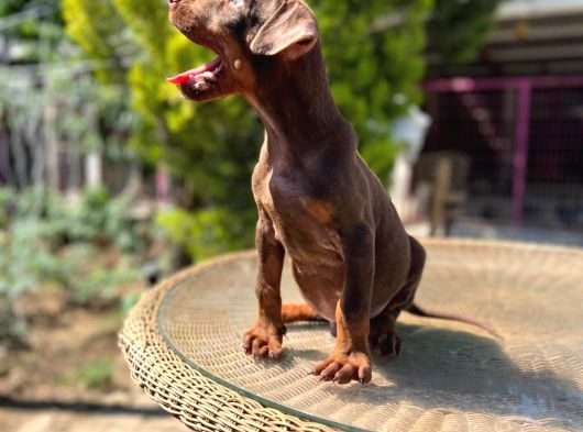 Kızıl King Doberman Yavru görsel