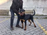 11 Aylık Erkek Rottwei̇ler