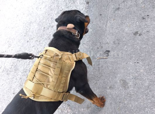 11 Aylık Erkek Rottwei̇ler görsel