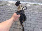 11 Aylık Erkek Rottwei̇ler