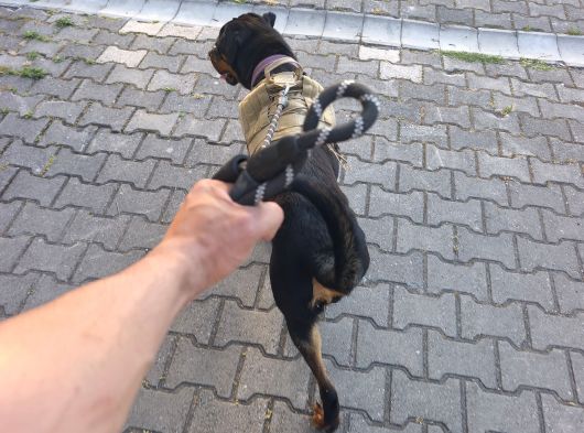 11 Aylık Erkek Rottwei̇ler görsel