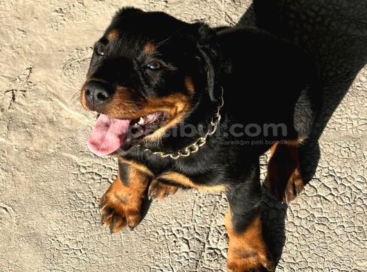 11 Aylık Erkek Rottwei̇ler görsel