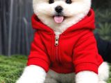 Bebek Surat Dişi Ve Erkek Pomeranian Boo Yavrular