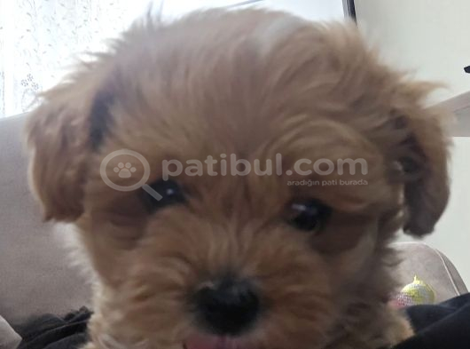 Maltipo bebek