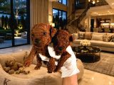 Safkan Poodle Yavrularım Sağlık Garantili