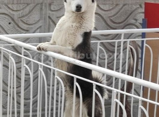 ücretsiz Husky - Sibirya Kurdu KONYA