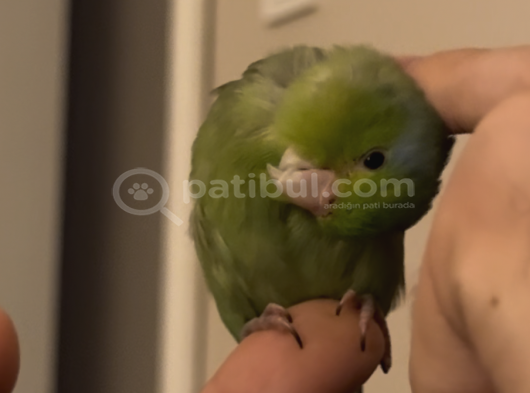 Konuşan Oyuncu 6 Aylık Erkek Forpus Papağanı görsel