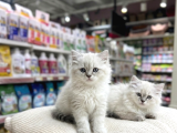 Vonalp Pet Garantisiyle Efsane Güzelli̇kte Bri̇ti̇sh Longhai̇r