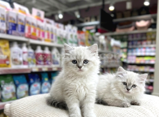 VONALP PET GARANTISIYLE EFSANE GÜZELLİKTE BRİTİSH LONGHAİR