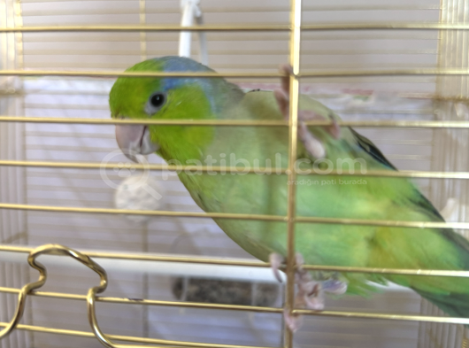 Konuşan Oyuncu 6 Aylık Erkek Forpus Papağanı görsel