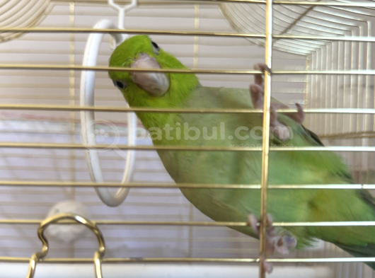Konuşan Oyuncu 6 Aylık Erkek Forpus Papağanı görsel