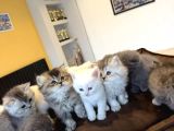 Kedi̇ci̇den Renk Renk British Shorthair Yavrulari Ankara